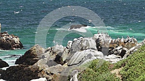 sea birds on the rocky coastline of pacific ocean, chile