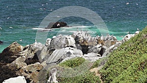 sea birds on the rocky coastline of pacific ocean, chile