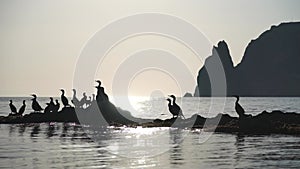 Sea birds silhouette at sunset. Flock of cormorants, Phalacrocorax carbo sit on the rocks before sunset. Flock of