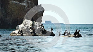 Sea birds silhouette at sunset. Flock of cormorants, Phalacrocorax carbo sit on the rocks before sunset. Flock of