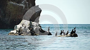 Sea birds silhouette at sunset. Flock of cormorants, Phalacrocorax carbo sit on the rocks before sunset. Flock of