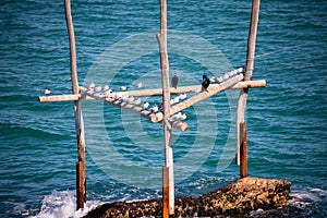 Sea birds sitting on wooden construction on sea coast