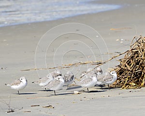 Sea Birds on Sullivans Island
