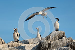 Bruny Island Wildlife