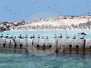 Sea birds at their nesting place on the island of Layang Layang