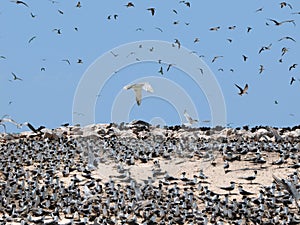 Sea birds at their nesting place on the island of Layang Layang