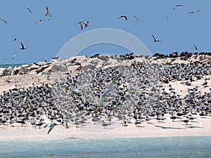 Sea birds at their nesting place on the island of Layang Layang