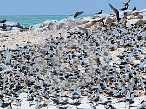 Sea birds at their nesting place on the island of Layang Layang photo