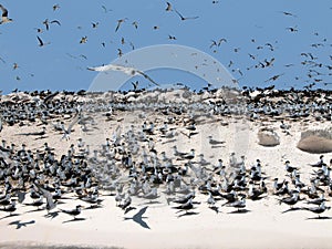Sea birds at their nesting place on the island of Layang Layang photo