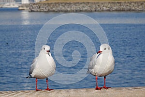 Sea birds at Tokyo Bay