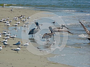 Sea birds of Tybee Island