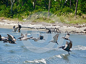 Sea birds of Tybee Island