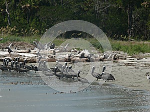 Sea birds of Tybee Island