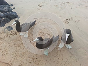 Sea birds waiting for a food