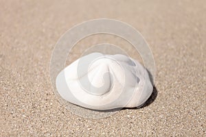 Sea biscuit Clypeaster rosaceus urchin on the sand