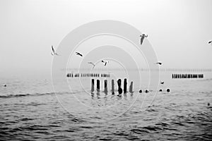 Sea black and white image photo