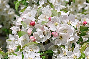 A sea of blossoms with white-pink apple blossoms