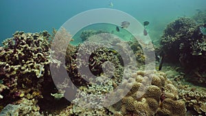 Sea bottom with corals and tropical fish. Coral reef with fish underwater. Camiguin, Philippines