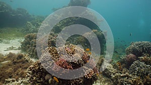 Sea bottom with corals and tropical fish. Coral reef with fish underwater. Camiguin, Philippines