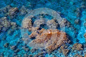 Sea bottom with underwater seaweeds viewed through clear azure blue water at Black Sea coast. Nature background and texture