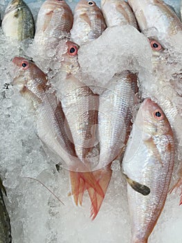 Sea Bram fishes