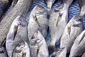 Sea bream photo