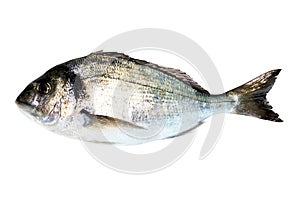 Sea Bream Fish