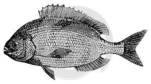 Sea bream I Antique Animal Illustrations