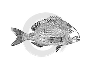 Sea Bream vector illustration