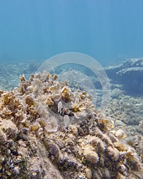 Sea breams on a mediterranean reef