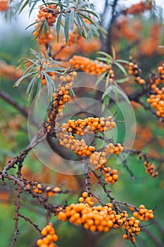 Sea buck thorn