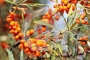 Sea-buckthorn