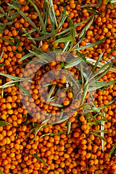 Sea buckthorn background. sea buckthorn berries