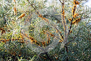 Sea buckthorn berries in autumn in countryside photo