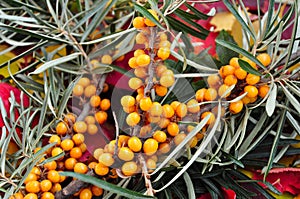 Sea-buckthorn berries on a branch.