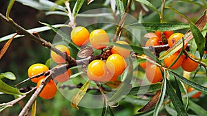 Sea buckthorn berries on a branch