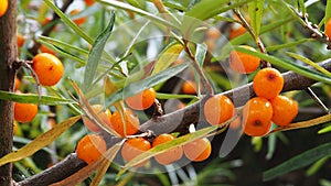 Sea buckthorn berries on a branch