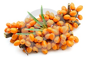 Sea buckthorn berries branch