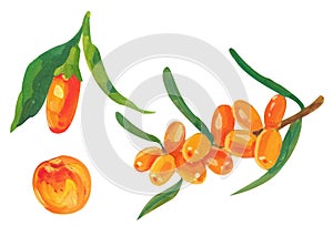 Acrylic sea buckthorn berries branch isolated on the white