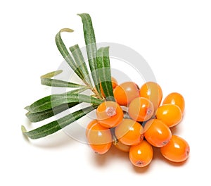 Sea buckthorn berries branch isolated on white background