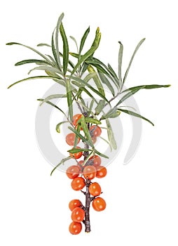 Sea buckthorn berries branch with leaves isolated on white background