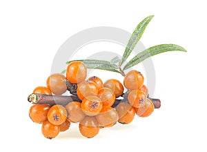 Sea buckthorn berries branch with leaves isolated on white background, front view