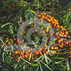 Sea buckthorn berries on a branch with leaves on sackcloth rag over dark green concrete background