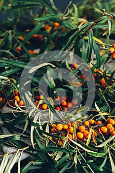 Sea buckthorn berries on a branch with leaves on sackcloth rag over dark green concrete background