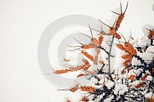 Of sea buckthorn berries on a branch under a snow hat.Winter food for birds