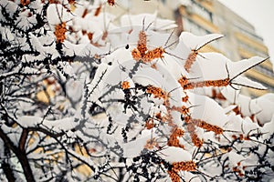 Of sea buckthorn berries on a branch under a snow hat.Winter food for birds