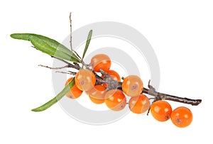 Sea buckthorn berries branch on a white background