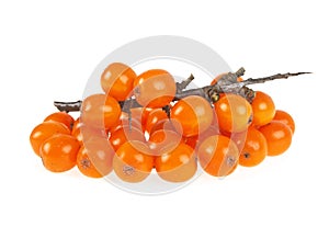 Sea buckthorn berries branch on white background