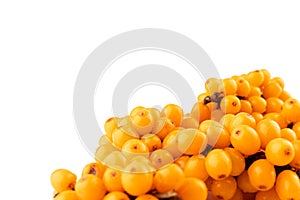 Sea-buckthorn berries branch on a white background