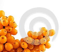 Sea-buckthorn berries branch on a white background